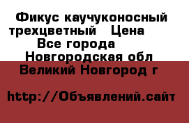 Фикус каучуконосный трехцветный › Цена ­ 500 - Все города  »    . Новгородская обл.,Великий Новгород г.